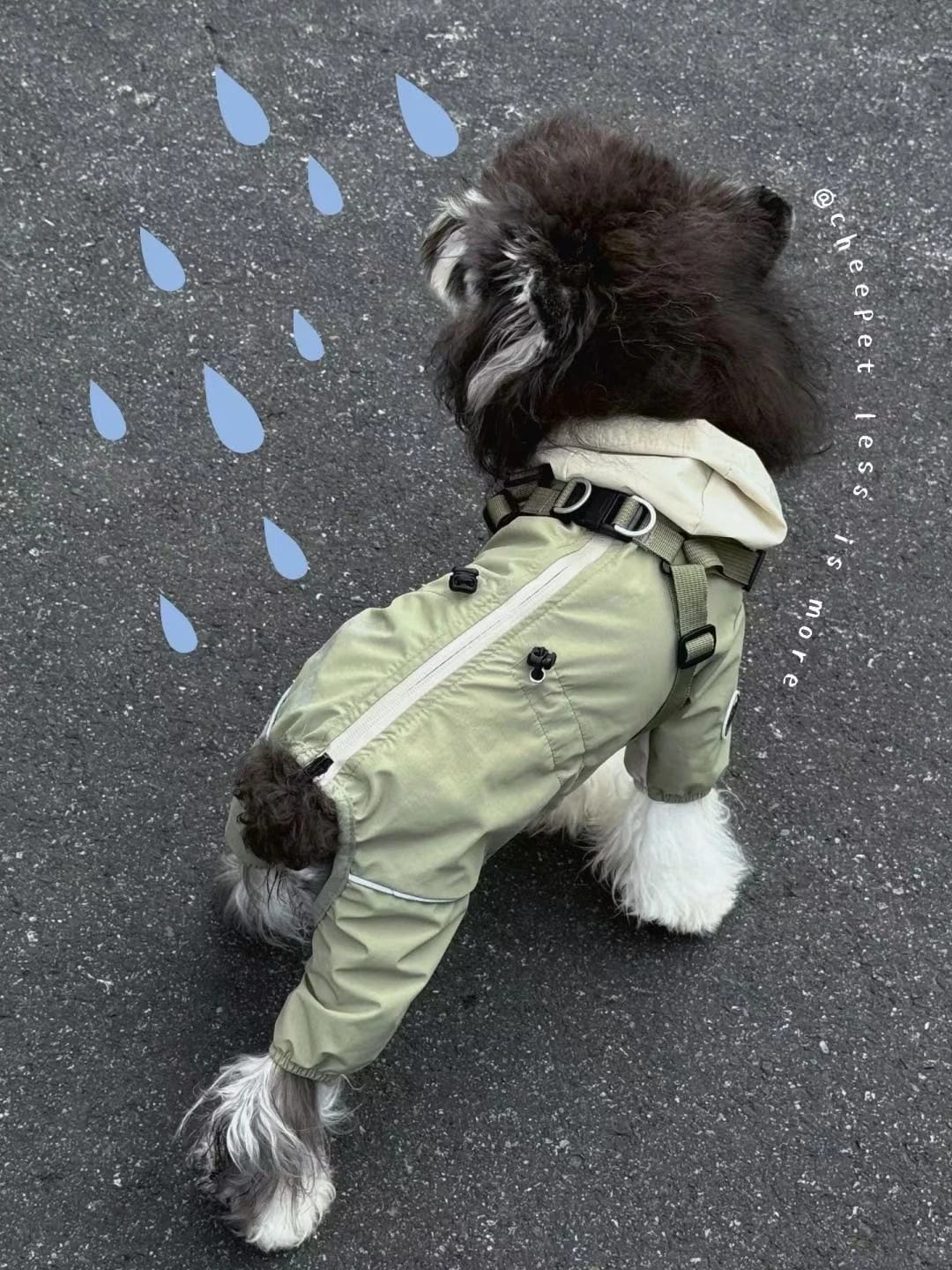Pet Outdoor Wear & Walking Accessories